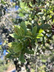 Arctostaphylos andersonii