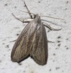 Prionopterina grammatistis