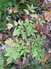 Actaea
