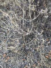 Rhopalomyia floccosa