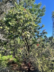 Arctostaphylos andersonii