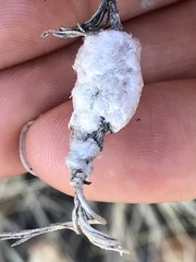 Rhopalomyia floccosa