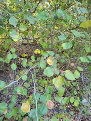 Crataegus mollis