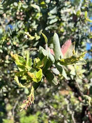 Arctostaphylos andersonii