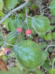 Crataegus mollis