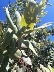 Arctostaphylos andersonii
