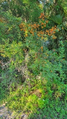 Pyracantha koidzumii
