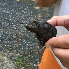 Sternotherus intermedius