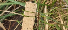 Platysace linearifolia