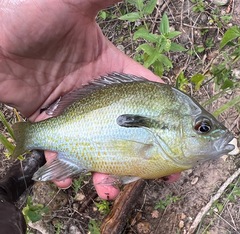 Lepomis auritus