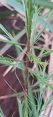 Platysace linearifolia