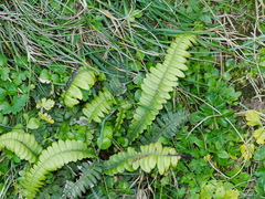 Blechnum durum