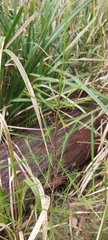 Platysace linearifolia