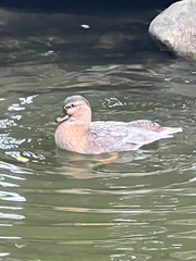 Anas platyrhynchos domesticus