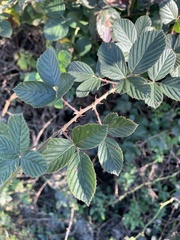 Rubus cuneifolius