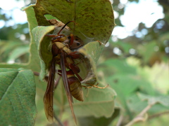 Polistes major major