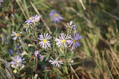 Symphyotrichum chilense