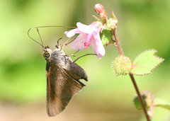 Asbolis capucinus