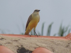Machetornis rixosa