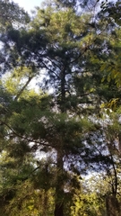 Pinus glabra