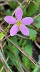 Sabatia angularis