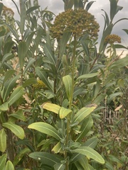 Bupleurum fruticosum