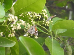 Libytheana carinenta mexicana