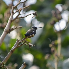 Saucerottia cyanifrons