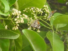 Libytheana carinenta mexicana