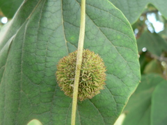 Platanus mexicana