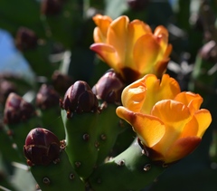 Opuntia megapotamica