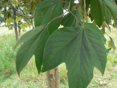 Platanus mexicana