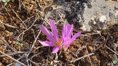 Colchicum montanum