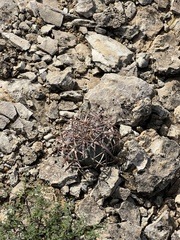 Echinocactus horizonthalonius