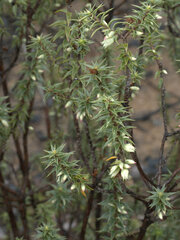 Melichrus urceolatus