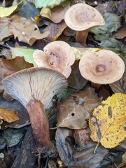 Lactarius quietus