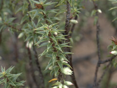 Melichrus urceolatus