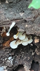 Crepidotus applanatus