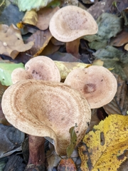 Lactarius quietus