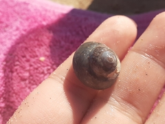 Trochoidea