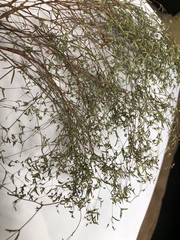 Euphorbia gracillima