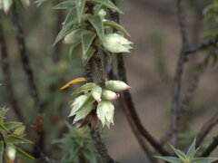 Melichrus urceolatus
