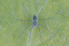 Thaumasia