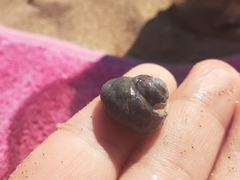 Trochoidea