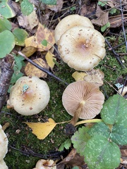 Pholiota lenta