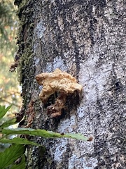 Pycnoporellus fulgens