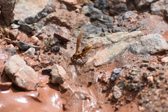 Polistes carnifex carnifex
