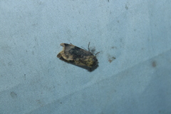 Cryptocala acadiensis