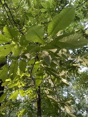 Carya texana