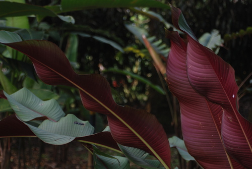 Image of Heliconia metallica by (c) Loren Cassin Sackett, some rights reserved (CC BY)
